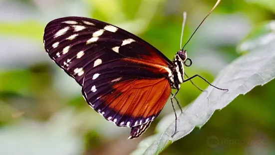 Cambridge Butterfly Conservatory