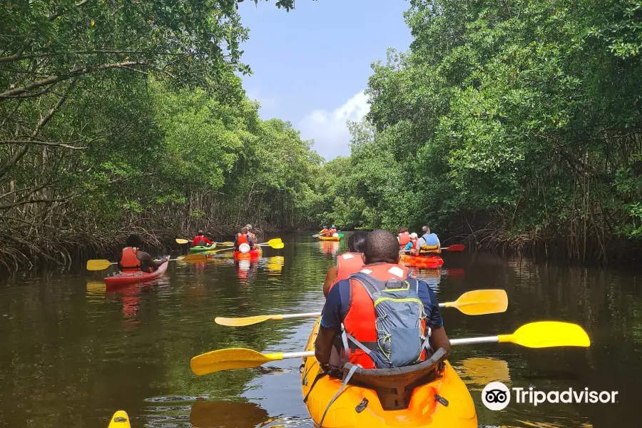 Kayak Aventure Mangrove