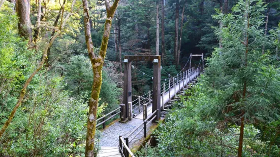 屋久杉森林樂園