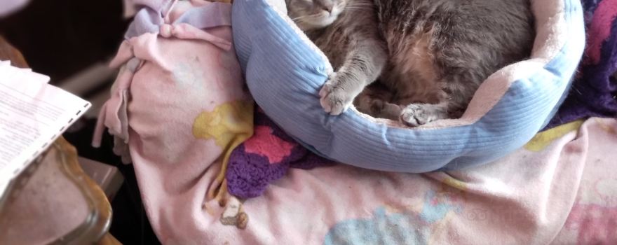 Humane Society Of Chittenden County