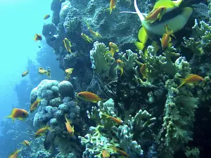 Marsa Alam Divers