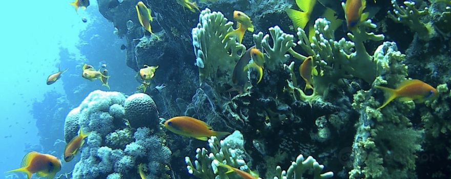 Marsa Alam Divers