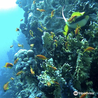 Marsa Alam Divers