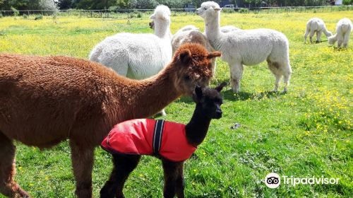 Lucky Tails Alpaca Farm