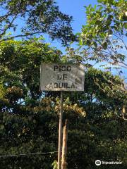 Pico de Aguila