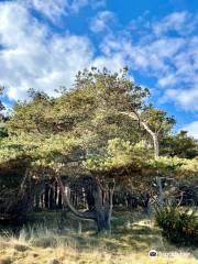 Tentsmuir Forest