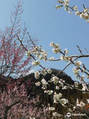 Kogezawa Plum Grove