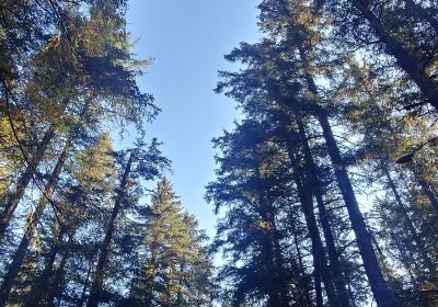 Bear Creek