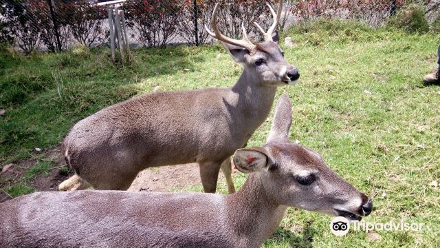 AnimalPark