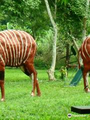 Parque nacional de Kakum