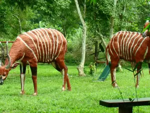 Parc national de Kakum