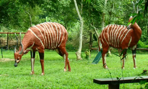 Parco nazionale di Kakum