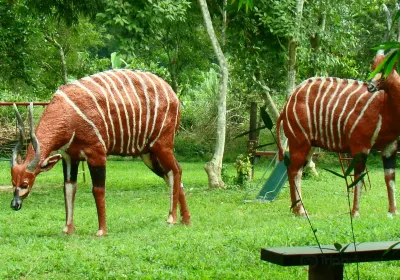 Kakum-Nationalpark