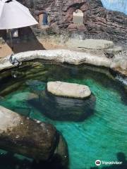 Cornish Seal Sanctuary