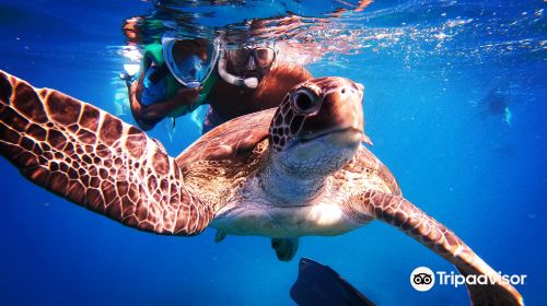 Barbados Snorkeling Tours by Hayden Browne