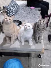The Cat Cafe Purrth