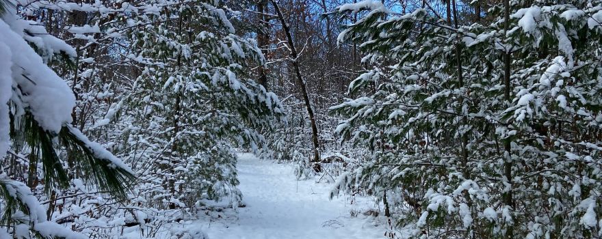 Governor Knowles State Forest