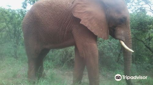 Elephant Sanctuary Hartbeespoort