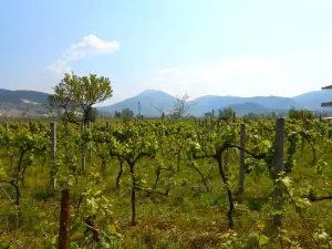 Çobo Winery