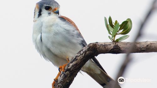 Birdwatching with Paulino Lopez Delgado