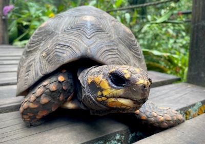 キンディオ植物園