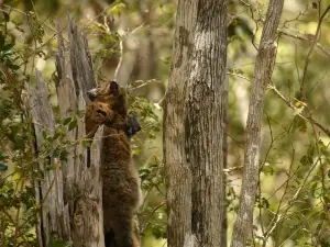 Parc national de Zombitse-Vohibasia