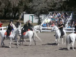 Herrmanns' Royal Lipizzan Stallions