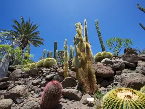 Cactualdea Park