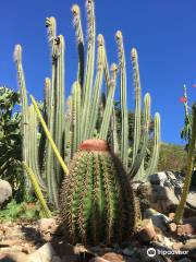 Jardin Botanique du Desert