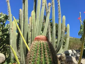 Jardin Botanique du Désert