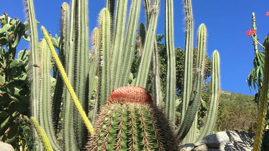 Jardin Botanique du Desert