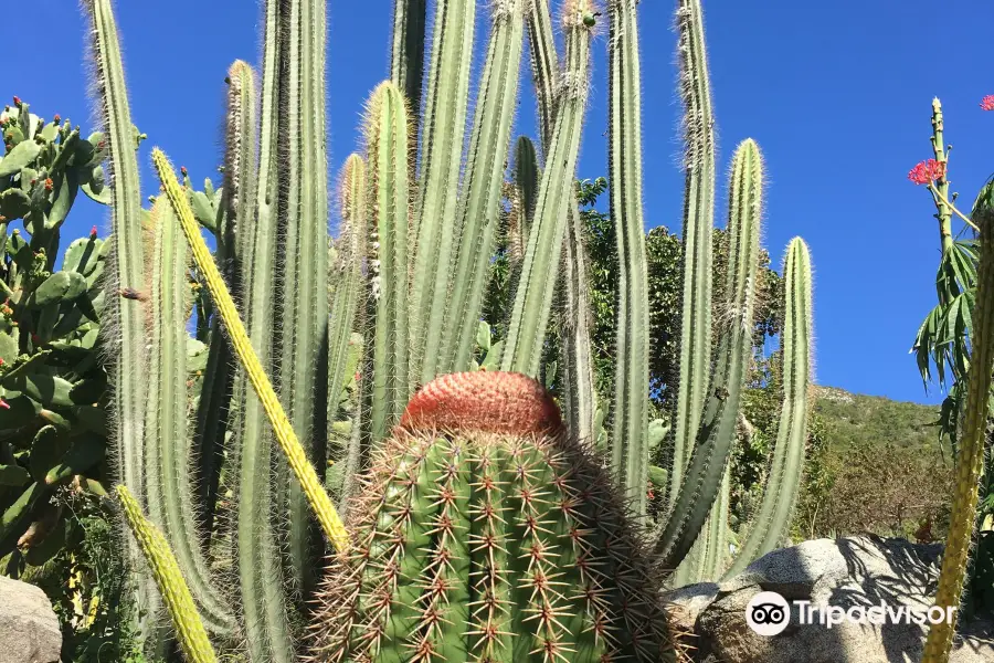 Jardin Botanique du Desert