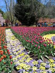 Tulip Top Gardens