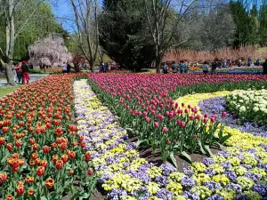 Tulip Top Gardens