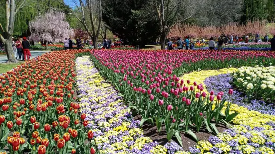 Tulip Top Gardens