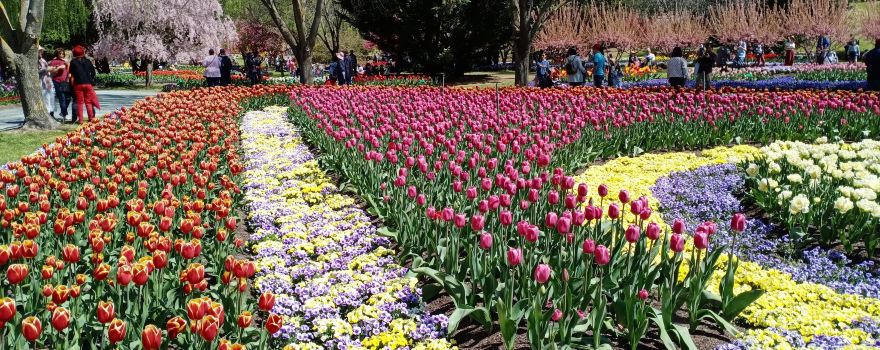 Tulip Top Gardens