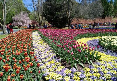 Tulip Top Gardens