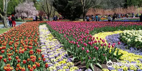 Tulip Top Gardens