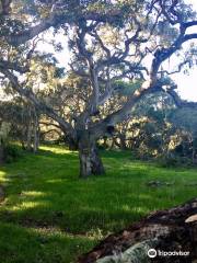 Los Osos Oaks State Reserve