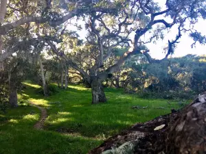 Los Osos Oaks State Reserve