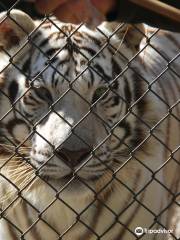 Carolina Tiger Rescue