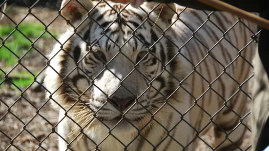 Carolina Tiger Rescue