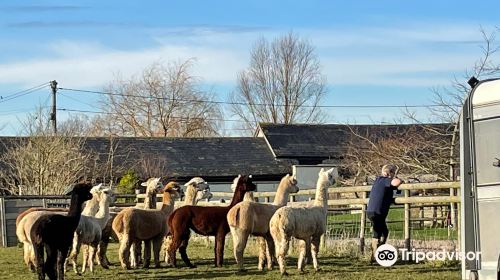 Cary Alpacas