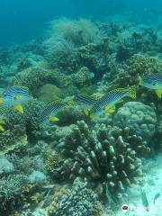 Coral Sea Dive Center