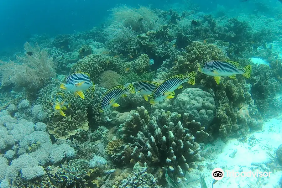 Coral Sea Dive Center