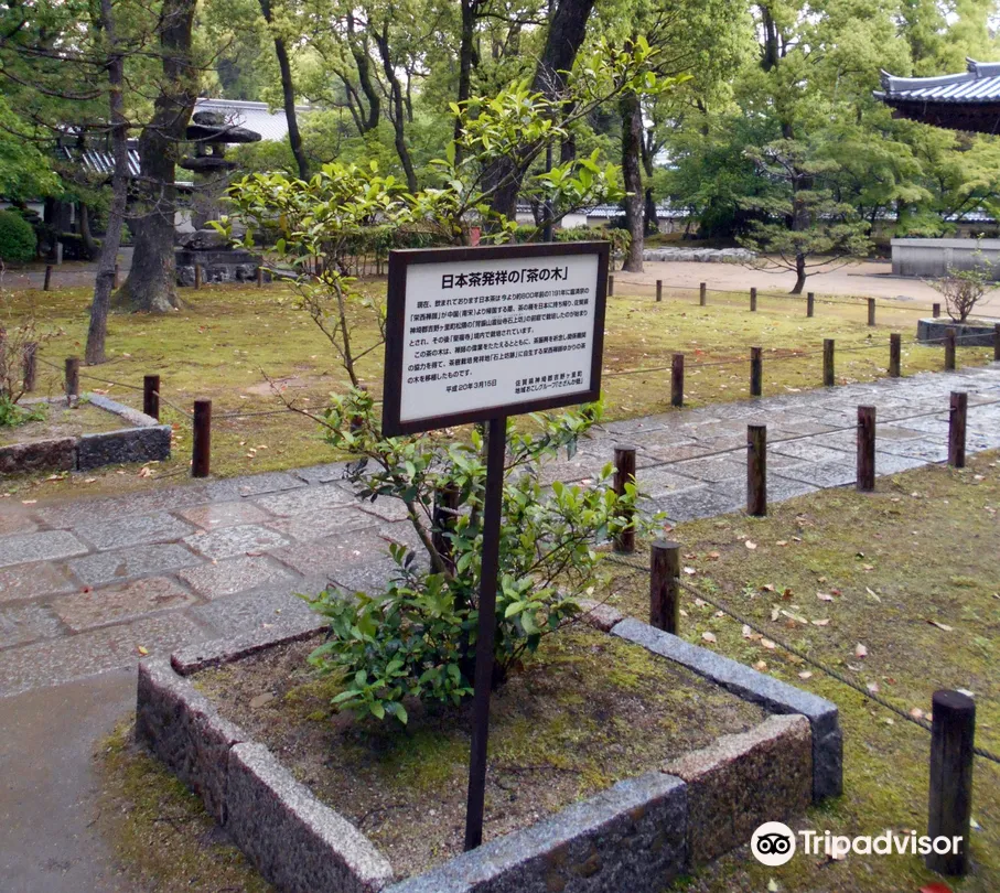 2_Nihoncha Hassho no Cha no Ki