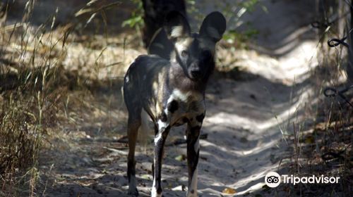 Painted Dog Conservation