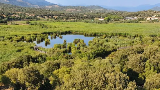 Etang de Tanchiccia