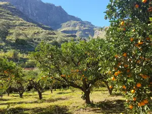 Bodega Los Berrazales / Finca la Laja