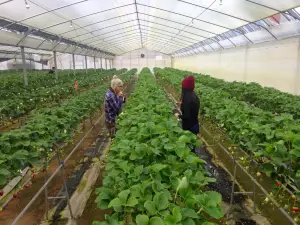 Mimasaka Farm Orchards